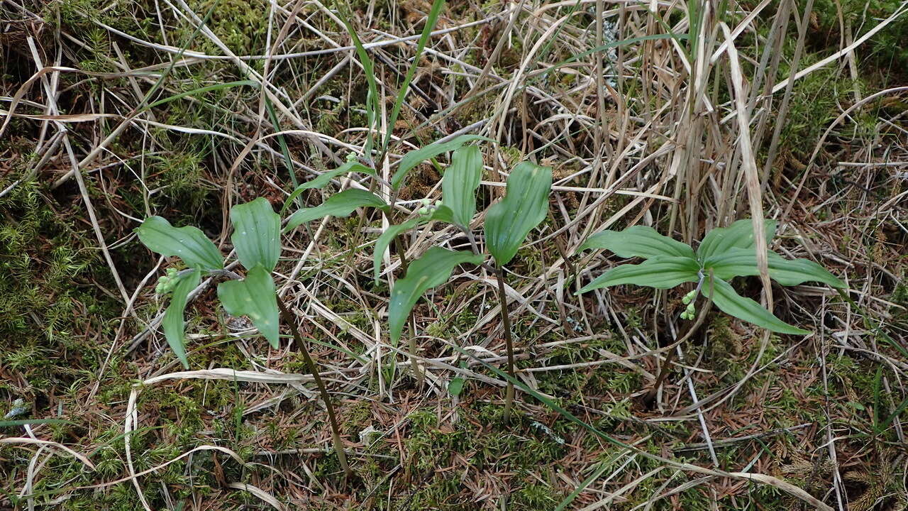 Imagem de Maianthemum formosanum (Hayata) La Frankie