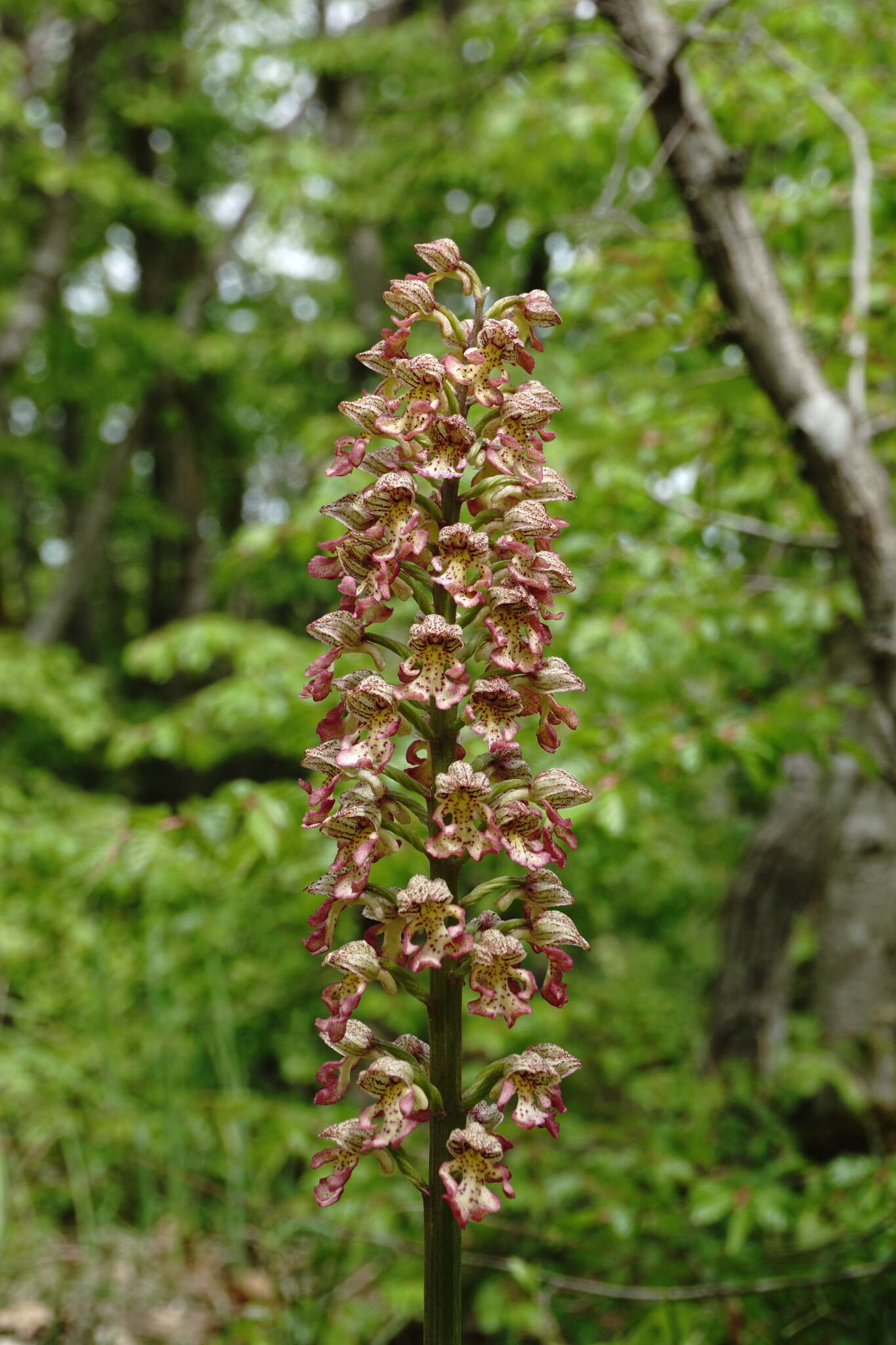 Image of Orchis wulffiana Soó