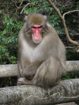 Image of Japanese Macaque