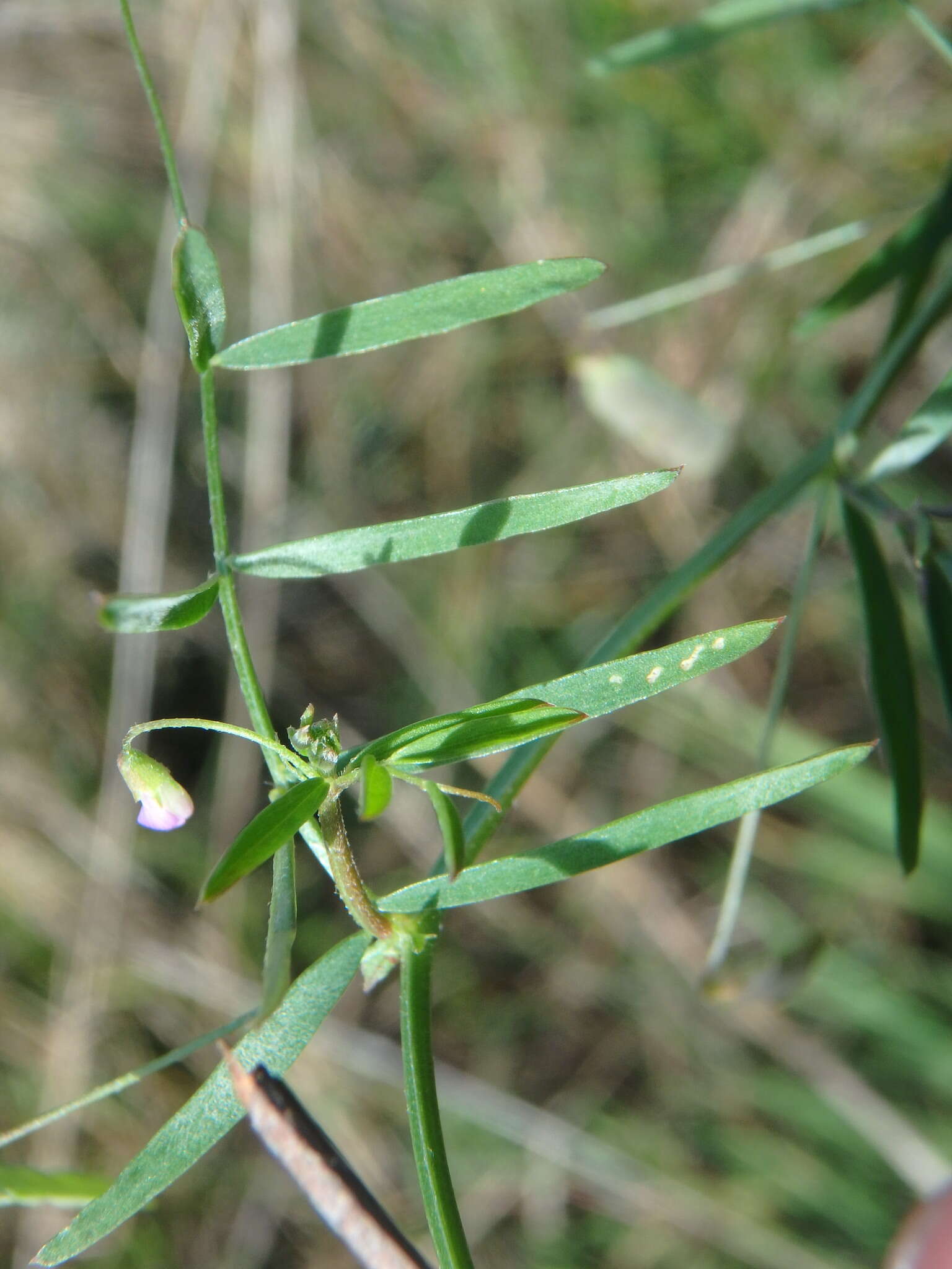 Image of lentil vetch