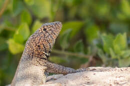 Image of Yanez's Lava Lizard