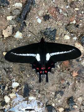 Image of Parides proneus (Hübner 1831)