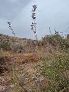 Image of <i>Salvia abrotanoides</i>