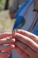 Image of Pine Woods Littersnake