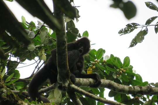 Image of Ateles fusciceps fusciceps Gray 1866