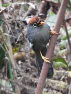 Image of Chestnut-capped Laughingthrush