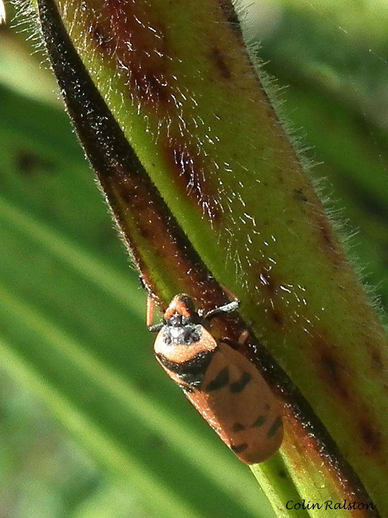 Image of Locris arithmetica (Walker 1851)