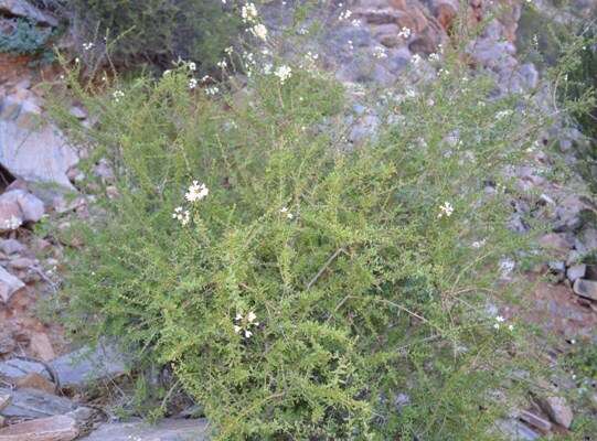 صورة Antherothamnus pearsonii N. E. Brown