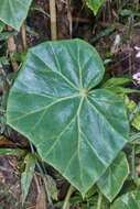 Слика од Begonia manicata Brongn.