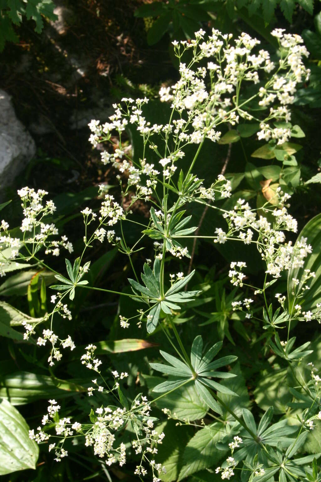 Sivun Galium sylvaticum L. kuva