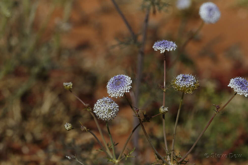 Imagem de Trachymene glaucifolia (F. Müll.) Benth.