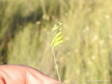 Image of Reseda stricta Pers.