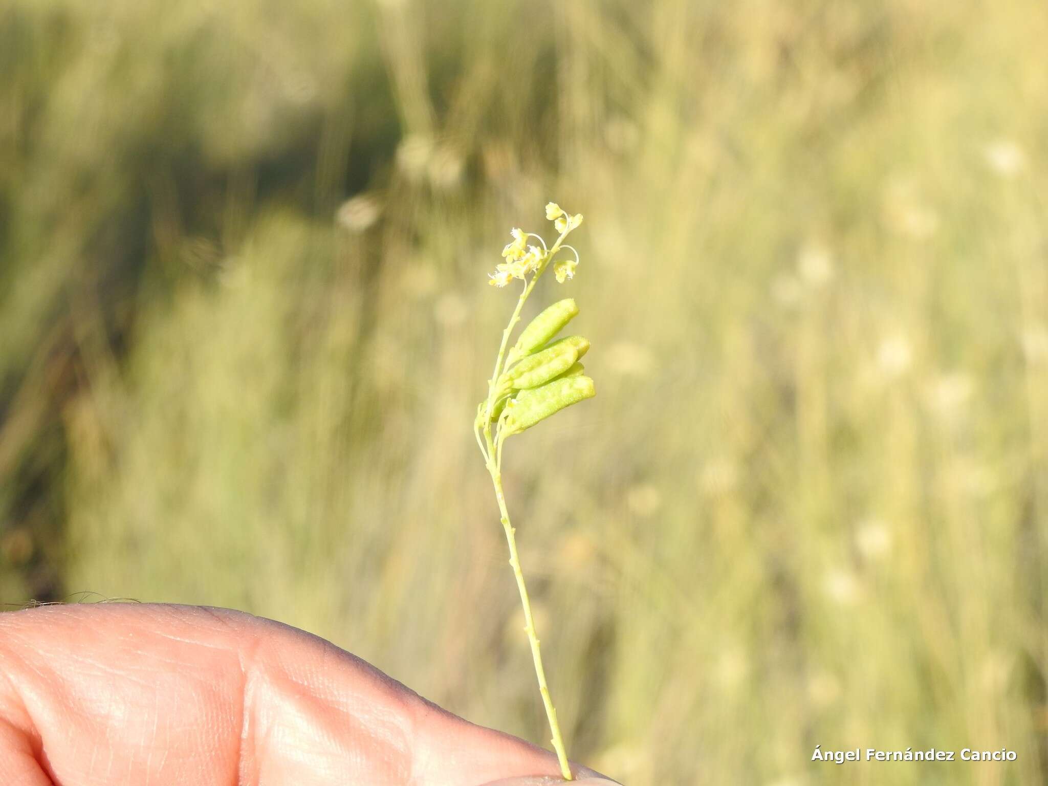 Image of Reseda stricta Pers.