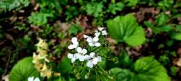 Imagem de Pachyphragma macrophyllum (Hoffm.) N. Busch