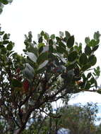 Image of Eucalyptus vernicosa Hook. fil.