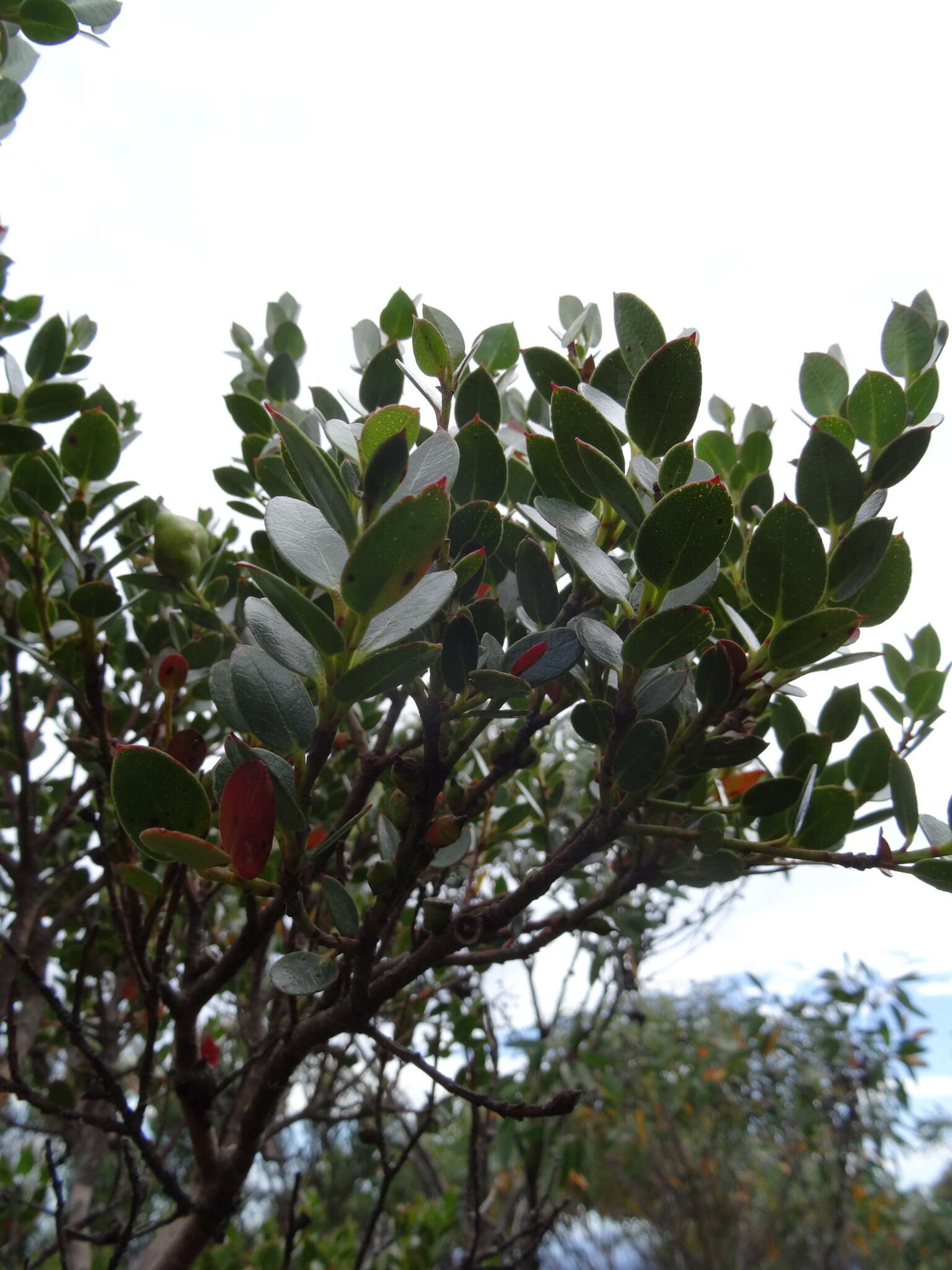 Image of Eucalyptus vernicosa Hook. fil.