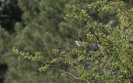 Image of Western Orphean Warbler