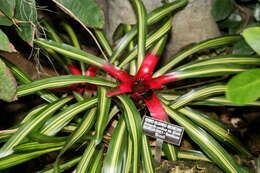 Image of Neoregelia carolinae (Beer) L. B. Sm.