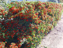 Image de Pyracantha coccinea M. J. Roemer