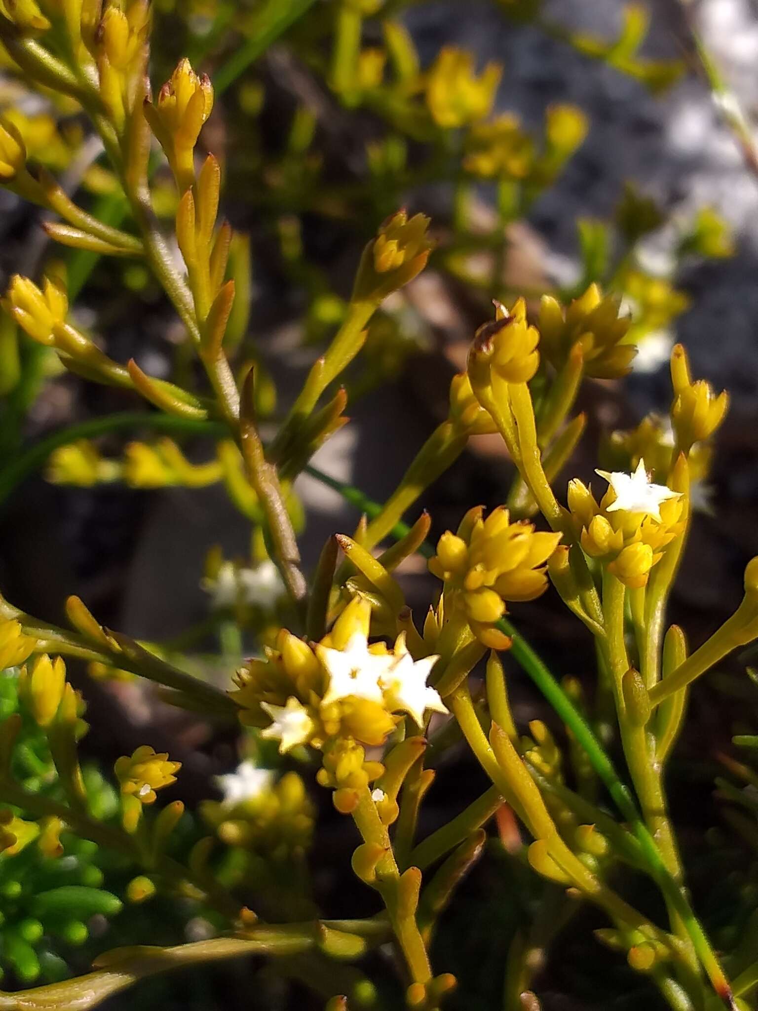 Image of Thesium acuminatum A. W. Hill