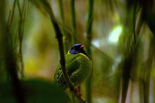 Image of Band-tailed Fruiteater