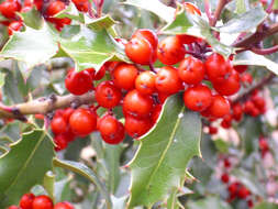 Image of English holly