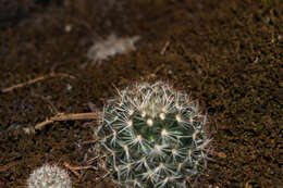 Mammillaria jaliscana subsp. jaliscana的圖片