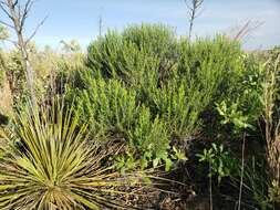 Lorandersonia pulchella (A. Gray) Urbatsch, R. P. Roberts & Neubig的圖片