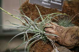 Image of Tillandsia karwinskyana Schult. & Schult. fil.