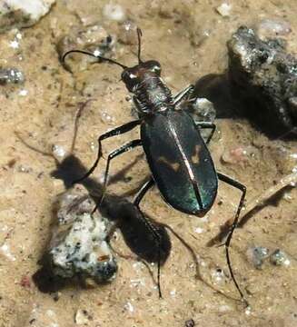 Sivun <i>Cicindela <i>haemorrhagica</i></i> haemorrhagica kuva