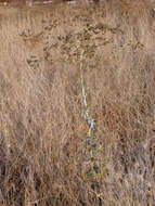 Image of prickly lettuce