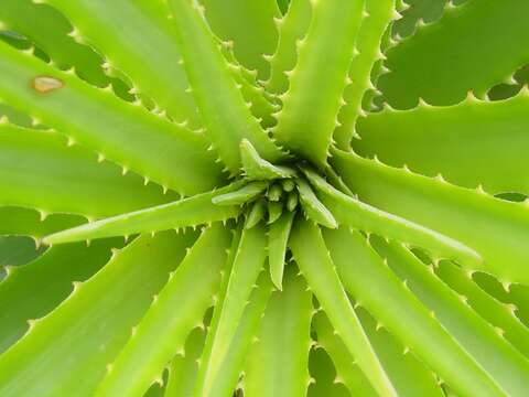 Image of Dyckia encholirioides (Gaudich.) Mez