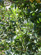 Image de Pittosporum tobira (Murray) Aiton fil.