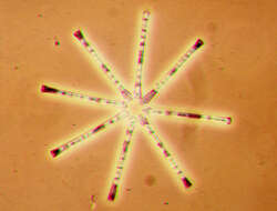Image of Asterionella Hassall 1850