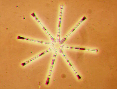Image of Asterionella Hassall 1850