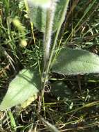 Image de Silphium mohrii Small