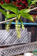 Image of white mulberry