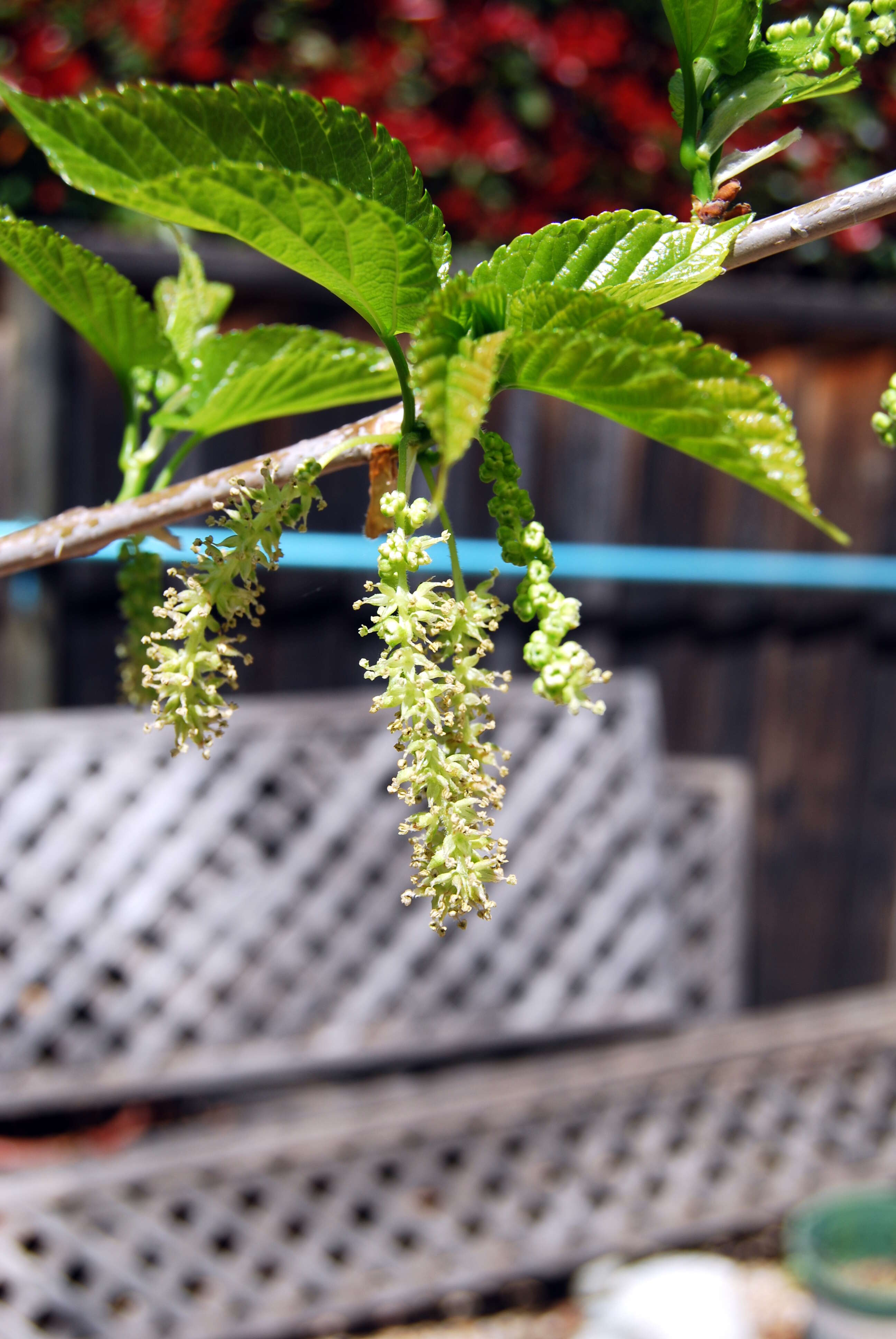 Image of white mulberry