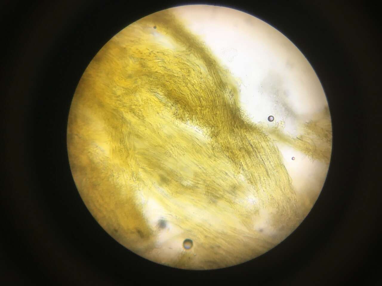 Image of Trichoderma flavipes (Peck) Seifert, Jaklitsch & Voglmayr 2014