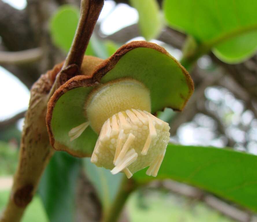 Image of Annona crassiflora Mart.