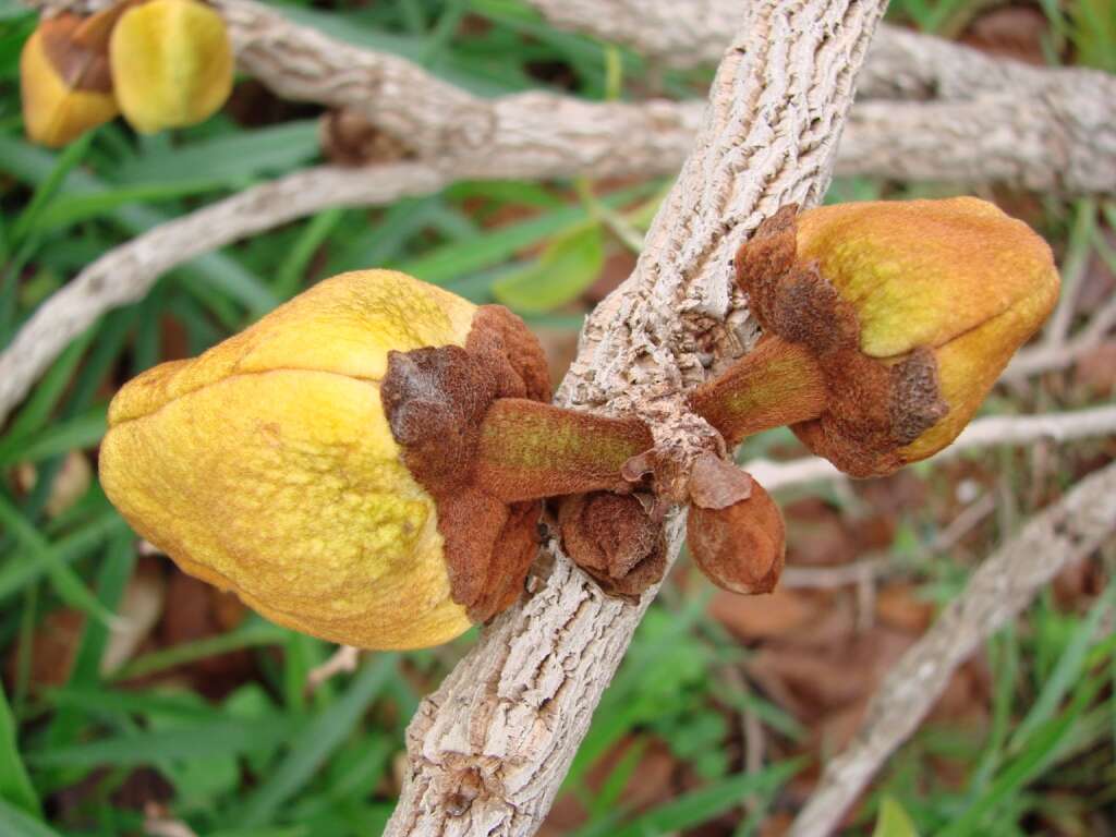 Image of Annona crassiflora Mart.