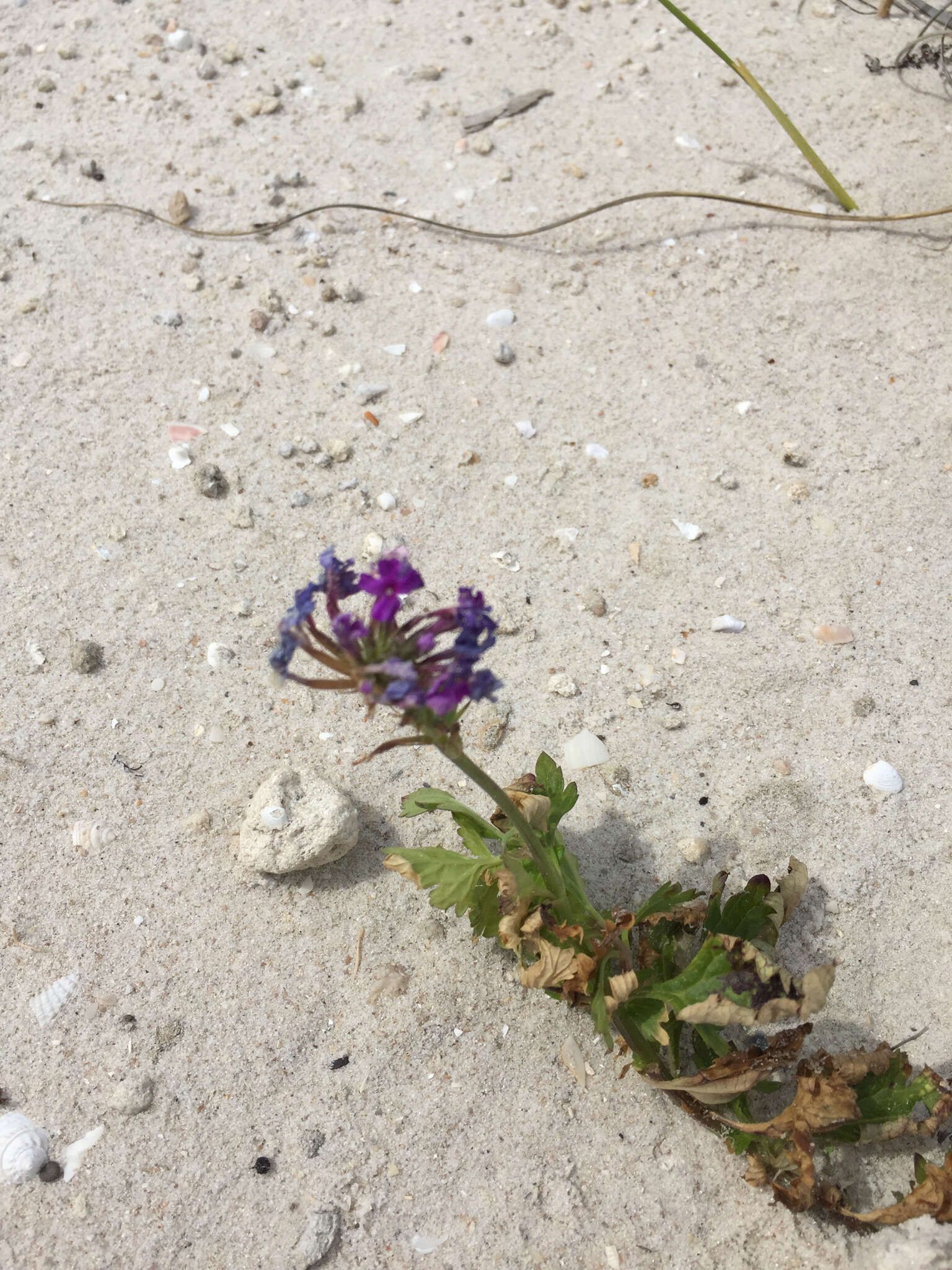 Imagem de Glandularia maritima (Small) Small