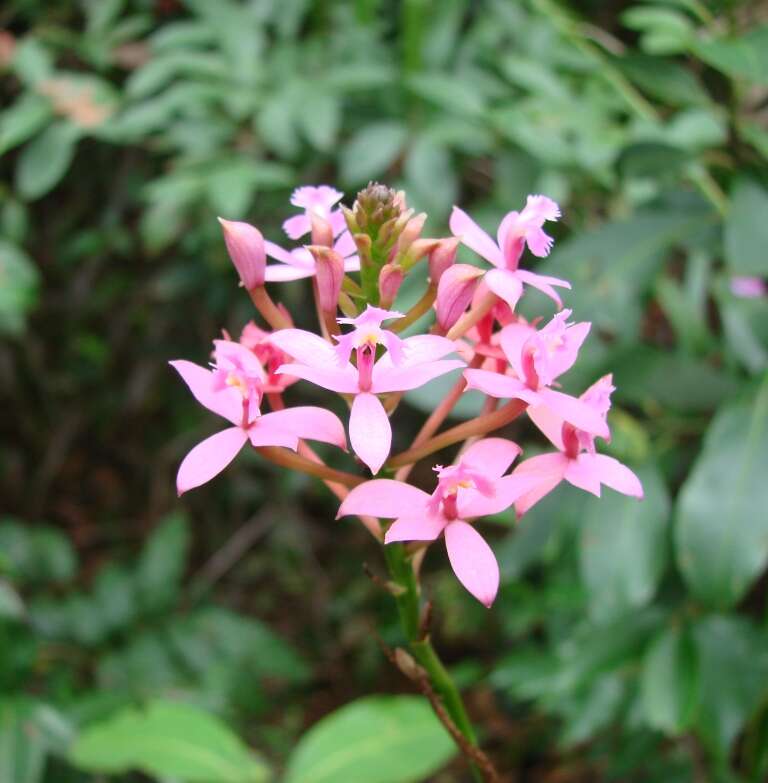 Image of Lopsided star orchid