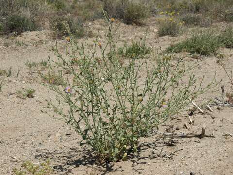 Image of Dieteria canescens var. leucanthemifolia (Greene) D. R. Morgan & R. L. Hartman