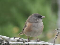 Image de Junco insularis Ridgway 1876