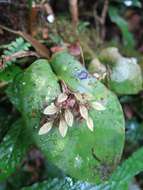 Image of Acianthera cogniauxiana (Schltr.) Pridgeon & M. W. Chase