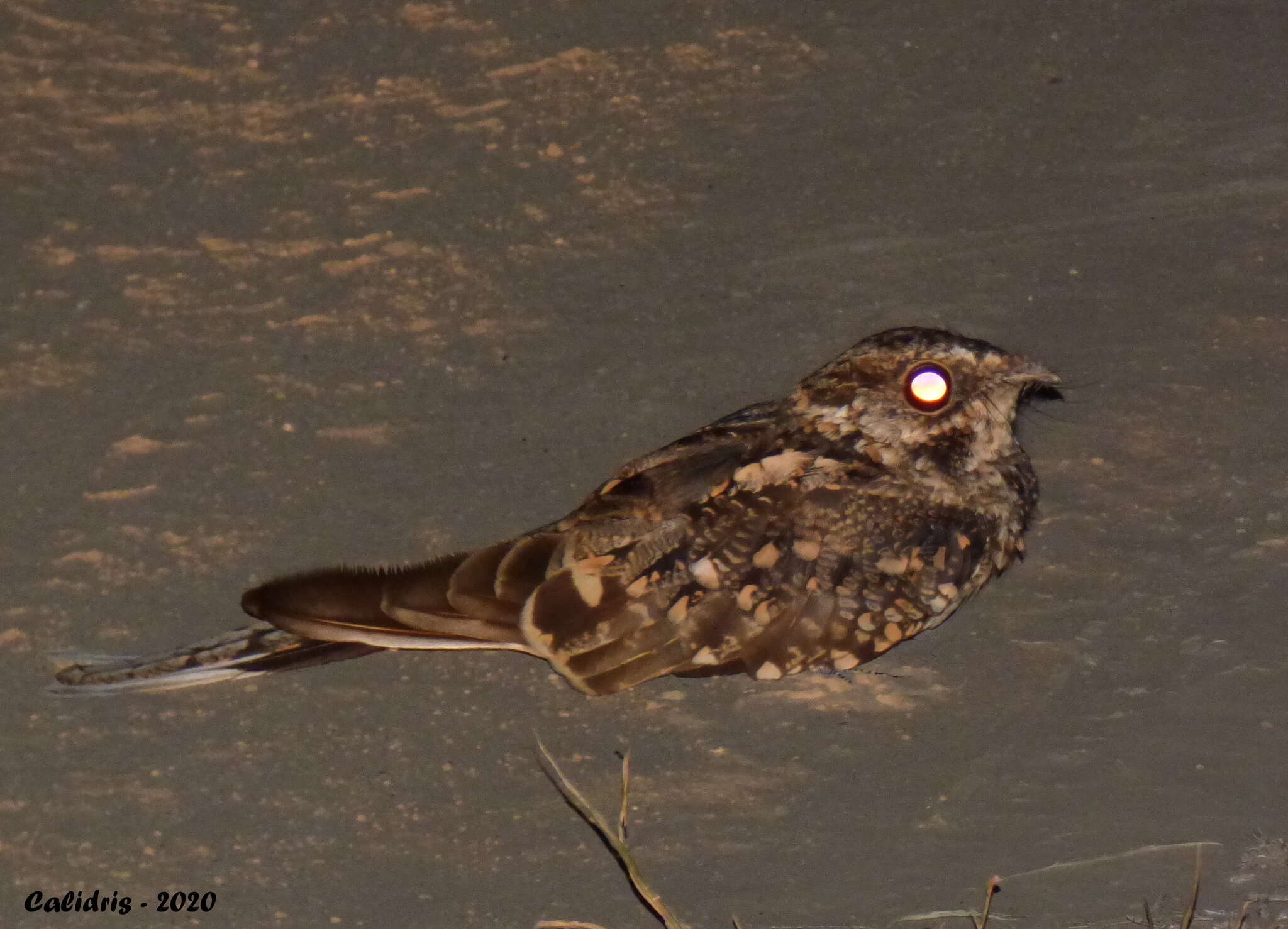 Image of Scissor-tailed Nightjar