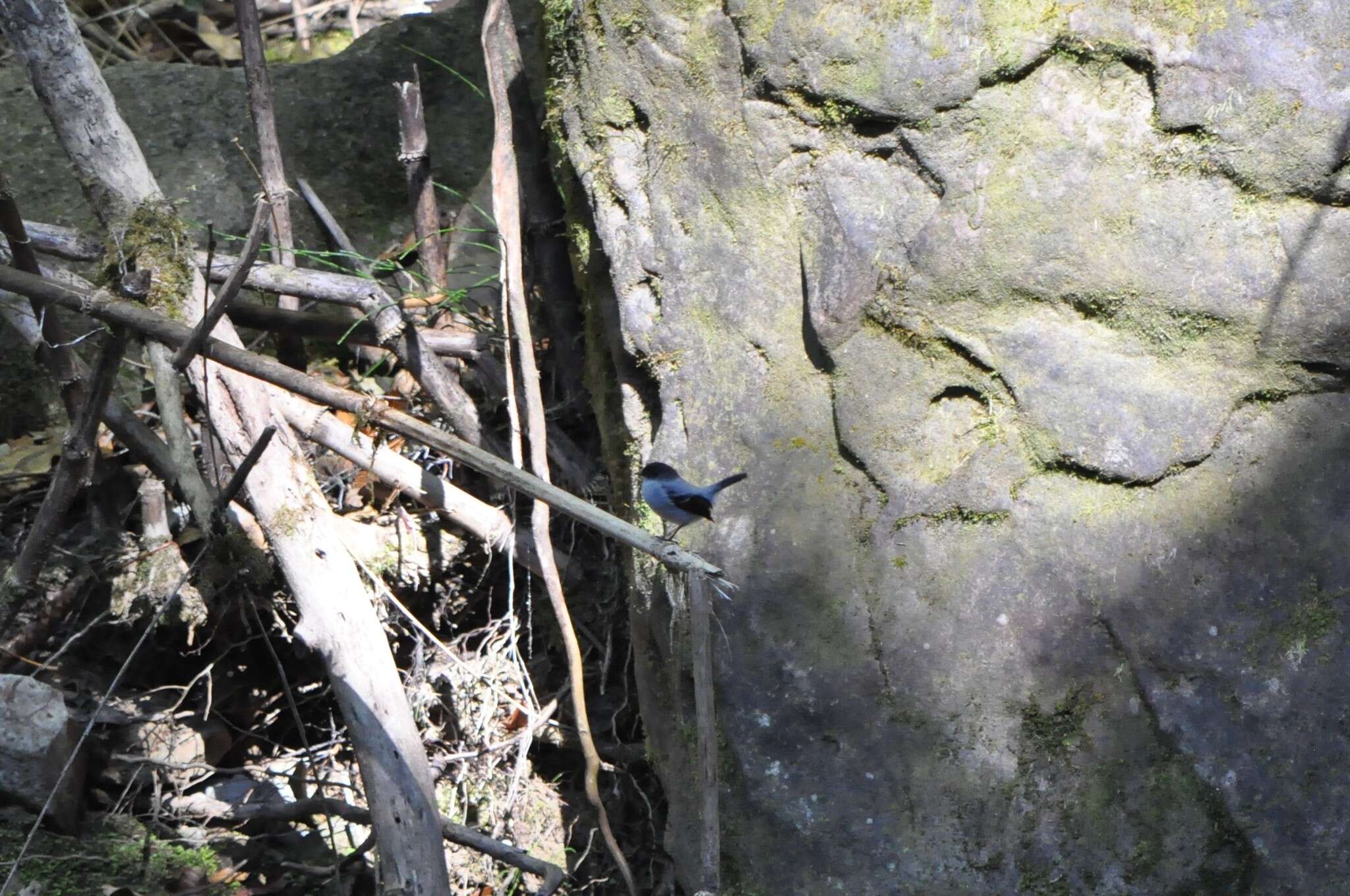 Image of Torrent Tyrannulet