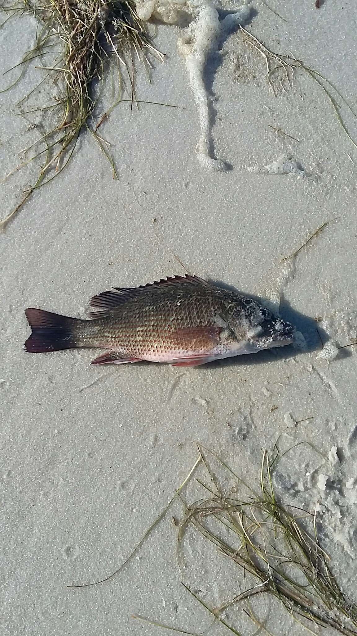 Image of Gray Snapper