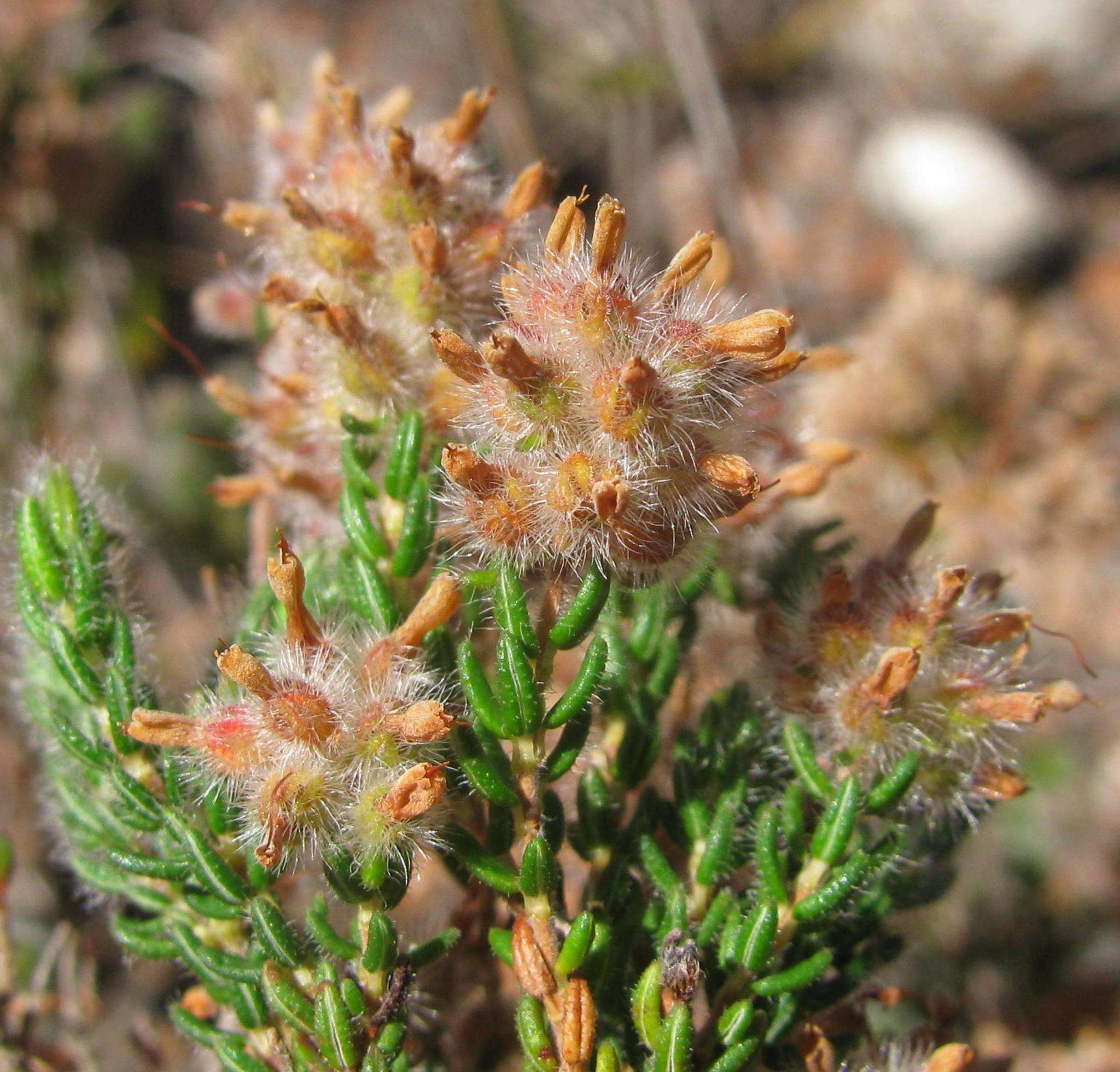 Plancia ëd Erica eriocephala Lam.